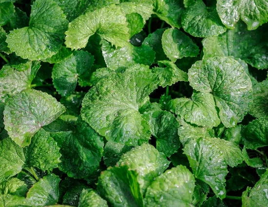 Centella Asiática. El aceite de la hoja es un inmejorable refuerzo de la barrera lipídica.